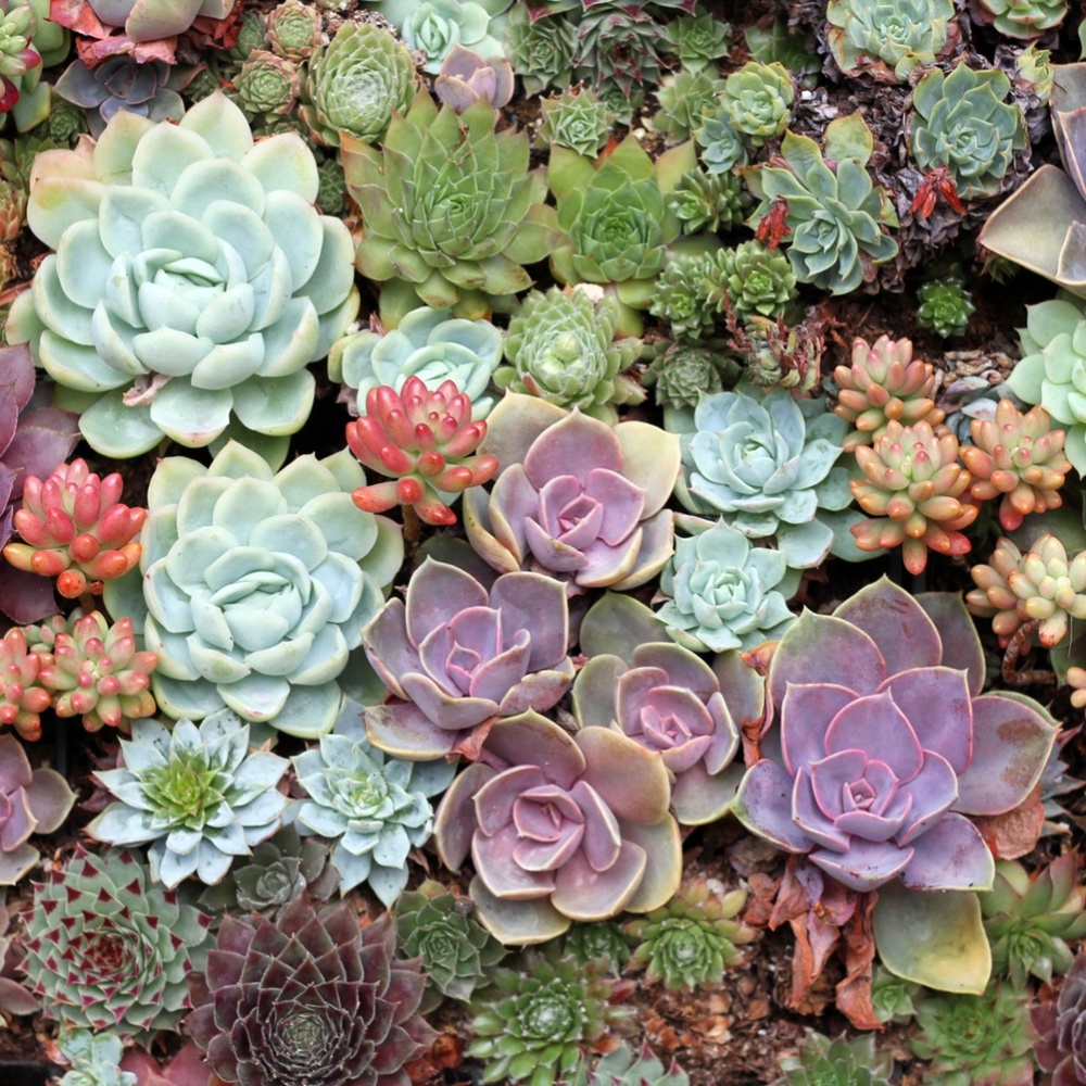 Meet your Posher, Jess